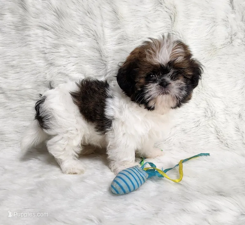 Sheba, a female Shih Tzu for sale in Atlanta, GA – Photo 1 of 4