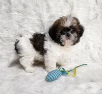 Sheba, a female Shih Tzu for sale in Atlanta, GA – Photo 1 of 4