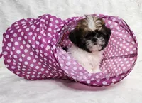 Sheba, a female Shih Tzu for sale in Atlanta, GA – Photo 3 of 4