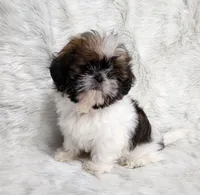 Sheba, a female Shih Tzu for sale in Atlanta, GA – Photo 2 of 4