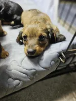 Timothy AKC long-haired , a male Miniature Dachshund for sale in New Castle, PA – 4 of 4