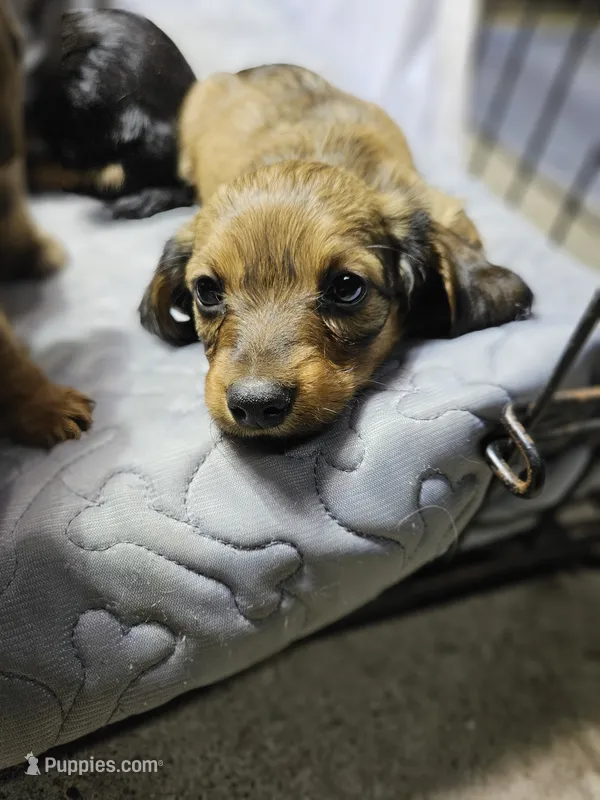 Timothy AKC long-haired , a male Miniature Dachshund for sale in New Castle, PA – 1 of 4