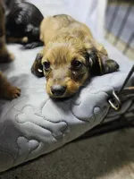 Timothy AKC long-haired , a male Miniature Dachshund for sale in New Castle, PA – 1 of 4