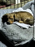 Timothy AKC long-haired , a male Miniature Dachshund for sale in New Castle, PA – 2 of 4