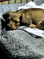 Timothy AKC long-haired , a male Miniature Dachshund for sale in New Castle, PA – 3 of 4