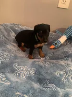 Joel, a male Miniature Pinscher for sale in Upland, CA – Photo 7 of 10