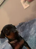 Joel, a male Miniature Pinscher for sale in Upland, CA – Photo 8 of 10