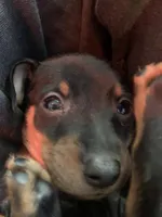 Joel, a male Miniature Pinscher for sale in Upland, CA – Photo 3 of 10