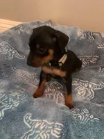 Joel, a male Miniature Pinscher for sale in Upland, CA – Photo 10 of 10