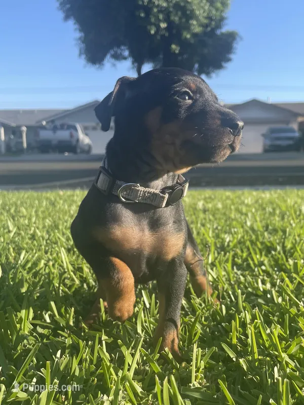 Joel, a male Miniature Pinscher for sale in Upland, CA – Photo 1 of 10