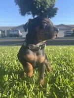 Joel, a male Miniature Pinscher for sale in Upland, CA – Photo 1 of 10