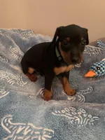 Joel, a male Miniature Pinscher for sale in Upland, CA – Photo 6 of 10