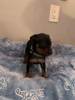 Elijah, a male Miniature Pinscher for sale in Upland, CA – Photo 4 of 10