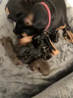 Elijah, a male Miniature Pinscher for sale in Upland, CA – Photo 10 of 10