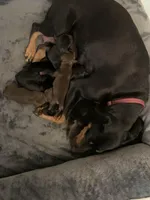 Elijah, a male Miniature Pinscher for sale in Upland, CA – Photo 9 of 10