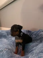 Elijah, a male Miniature Pinscher for sale in Upland, CA – Photo 2 of 10