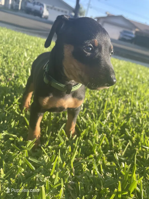 Elijah – Miniature Pinscher puppy for sale in Upland, CA