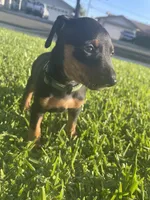 Elijah, a male Miniature Pinscher for sale in Upland, CA – Photo 1 of 10