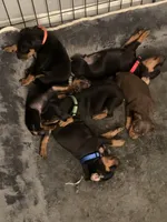 Elijah, a male Miniature Pinscher for sale in Upland, CA – Photo 6 of 10