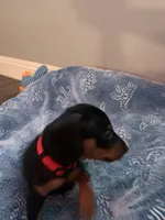 Levi, a male Miniature Pinscher for sale in Upland, CA – Photo 4 of 10