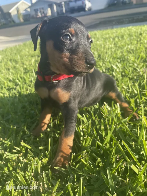 Levi – Miniature Pinscher puppy for sale in Upland, CA