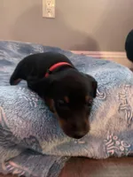 Levi, a male Miniature Pinscher for sale in Upland, CA – Photo 2 of 10