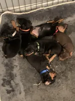 Levi, a male Miniature Pinscher for sale in Upland, CA – Photo 6 of 10