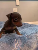 Rufus, a male Miniature Pinscher for sale in Upland, CA – Photo 7 of 10