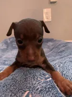 Rufus, a male Miniature Pinscher for sale in Upland, CA – Photo 8 of 10