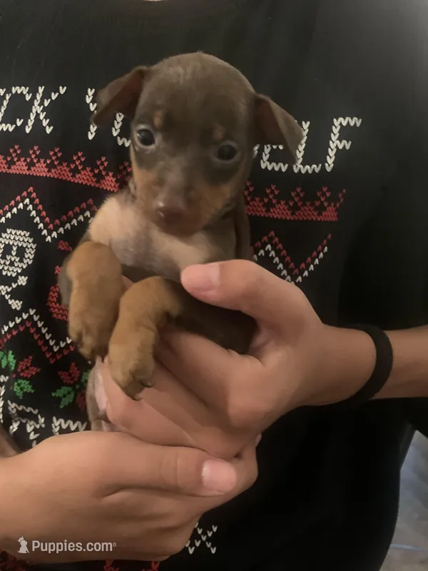 Rufus – Miniature Pinscher puppy for sale in Upland, CA