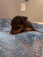 Rufus, a male Miniature Pinscher for sale in Upland, CA – Photo 9 of 10