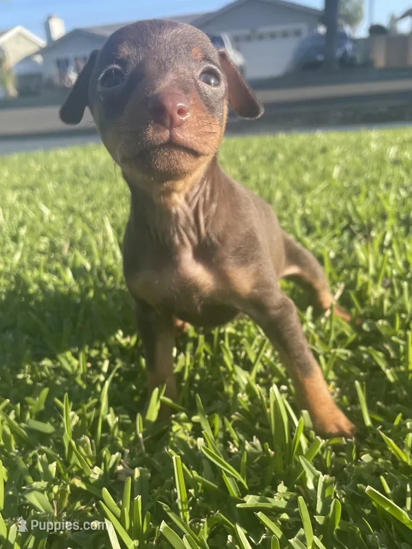 Rufus – Miniature Pinscher puppy for sale in Upland, CA
