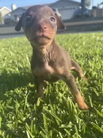 Rufus, a male Miniature Pinscher for sale in Upland, CA – Photo 1 of 10