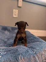 Rufus, a male Miniature Pinscher for sale in Upland, CA – Photo 6 of 10