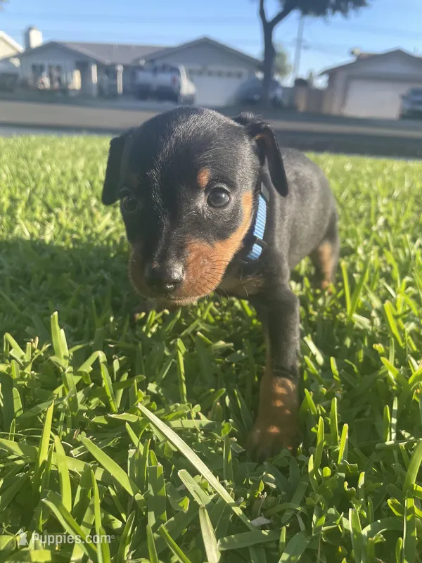 Benji – Miniature Pinscher puppy for sale in Upland, CA