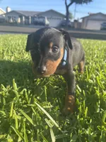 Benji, a male Miniature Pinscher for sale in Upland, CA – Photo 1 of 10