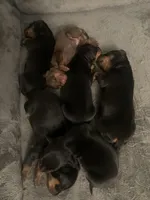 Benji, a male Miniature Pinscher for sale in Upland, CA – Photo 5 of 10