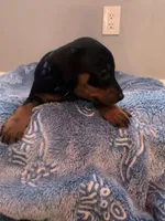 Benji, a male Miniature Pinscher for sale in Upland, CA – Photo 8 of 10