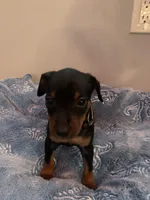 Benji, a male Miniature Pinscher for sale in Upland, CA – Photo 10 of 10