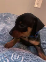 Benji, a male Miniature Pinscher for sale in Upland, CA – Photo 6 of 10