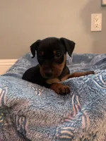 Benji, a male Miniature Pinscher for sale in Upland, CA – Photo 9 of 10