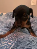 Benji, a male Miniature Pinscher for sale in Upland, CA – Photo 7 of 10