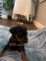 Asher, a male Miniature Pinscher for sale in Upland, CA – Photo 10 of 10