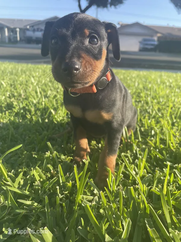 Asher – Miniature Pinscher puppy for sale in Upland, CA