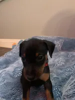 Asher, a male Miniature Pinscher for sale in Upland, CA – Photo 8 of 10