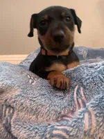 Asher, a male Miniature Pinscher for sale in Upland, CA – Photo 6 of 10