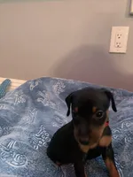 Asher, a male Miniature Pinscher for sale in Upland, CA – Photo 9 of 10