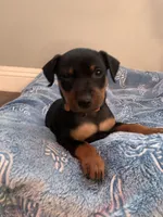 Asher, a male Miniature Pinscher for sale in Upland, CA – Photo 2 of 10