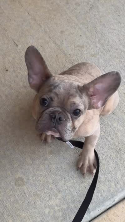 Ozzy, a male French Bulldog for sale in Carl Junction, MO – 2 of 2
