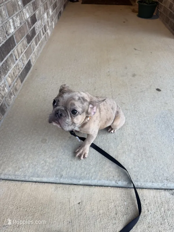 Ozzy – French Bulldog puppy for sale in Carl Junction, MO